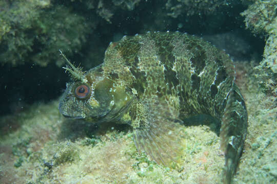 Image of Tompot Blenny