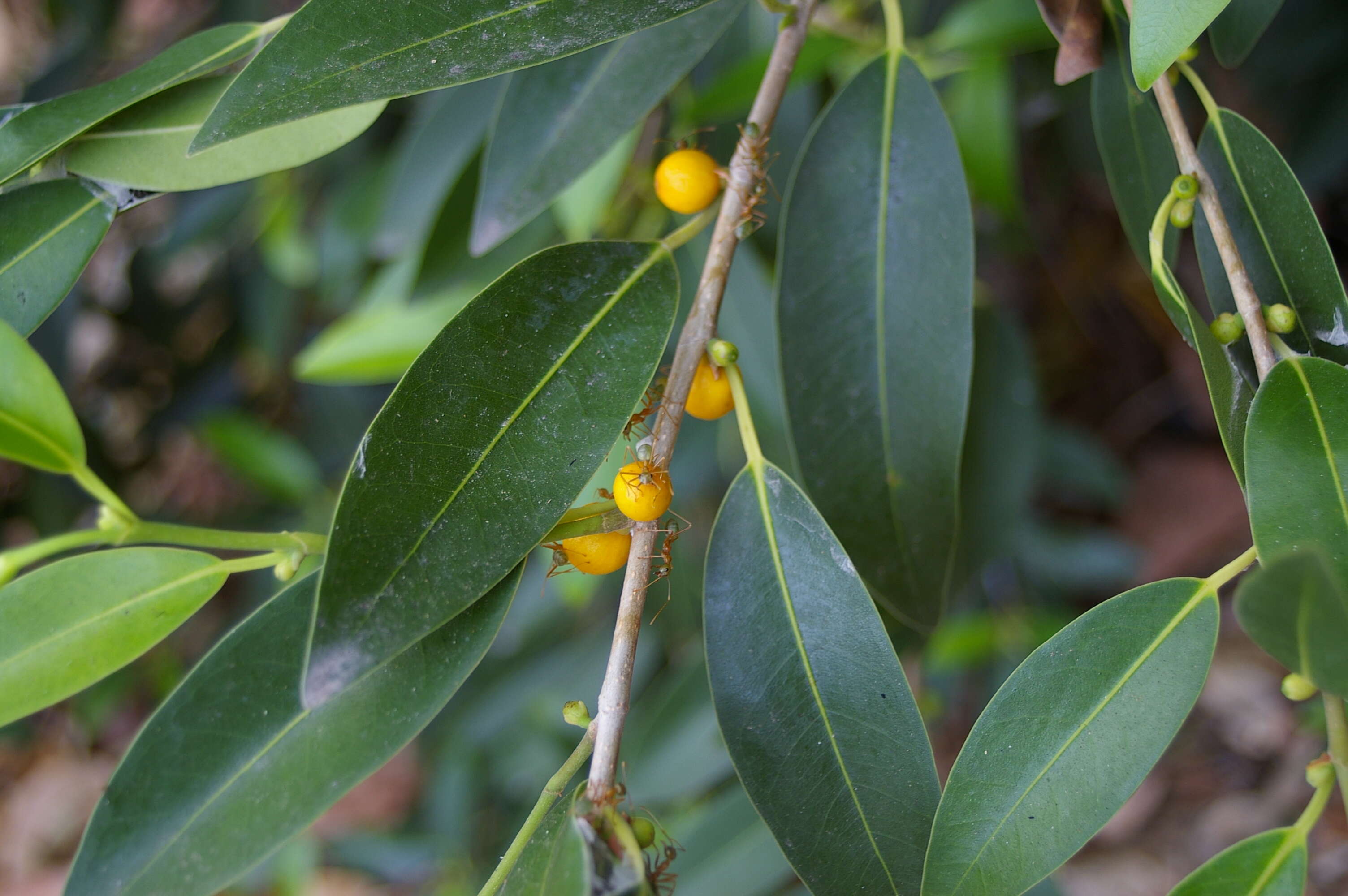 Ficus obliqua G. Forster的圖片