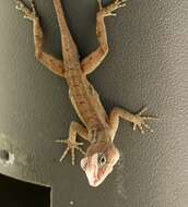 Image of Large-headed anole