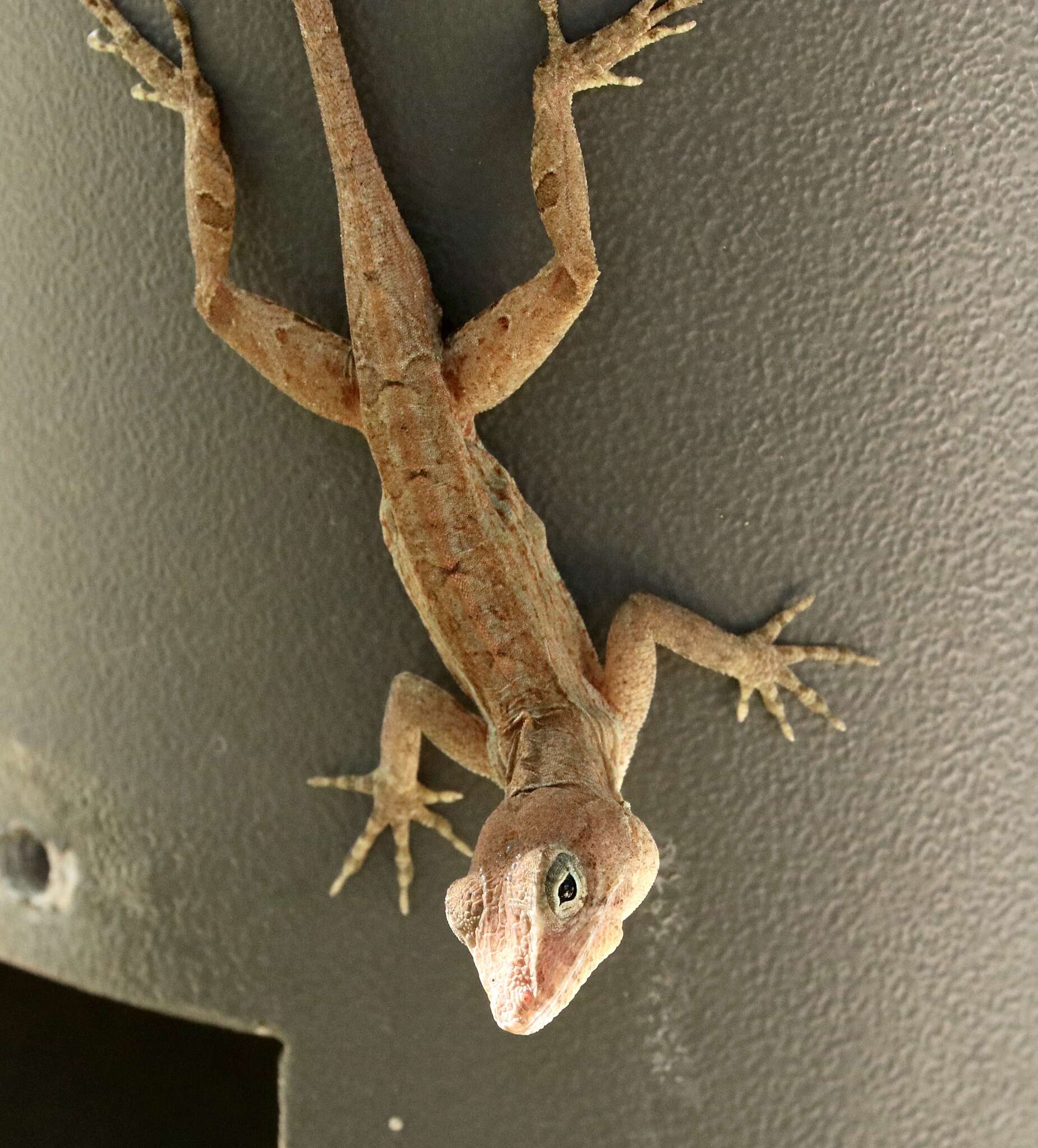 Image of Large-headed anole