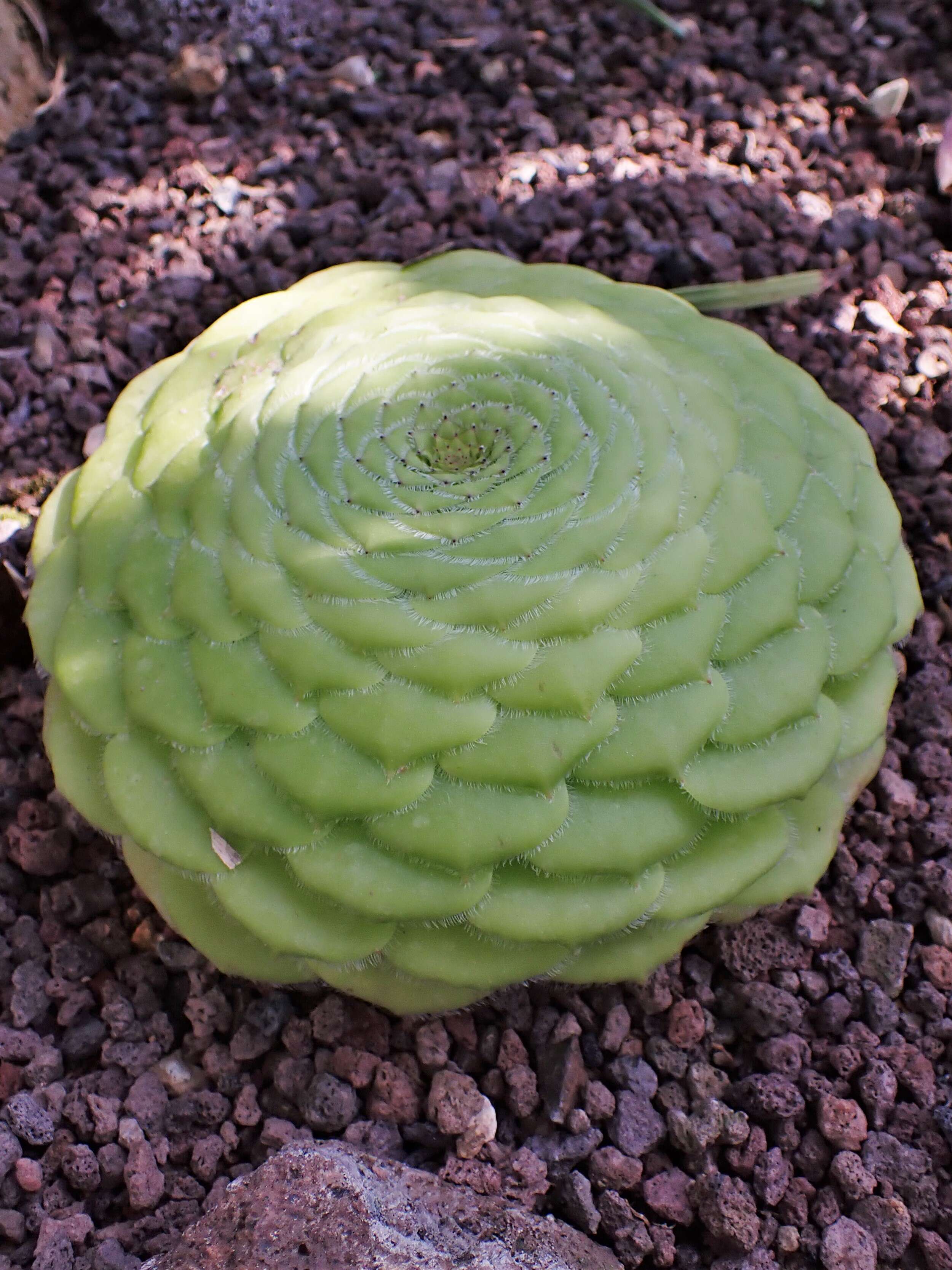 Imagem de Aeonium tabuliforme