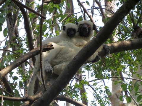 Sivun Propithecus deckenii Peters 1870 kuva