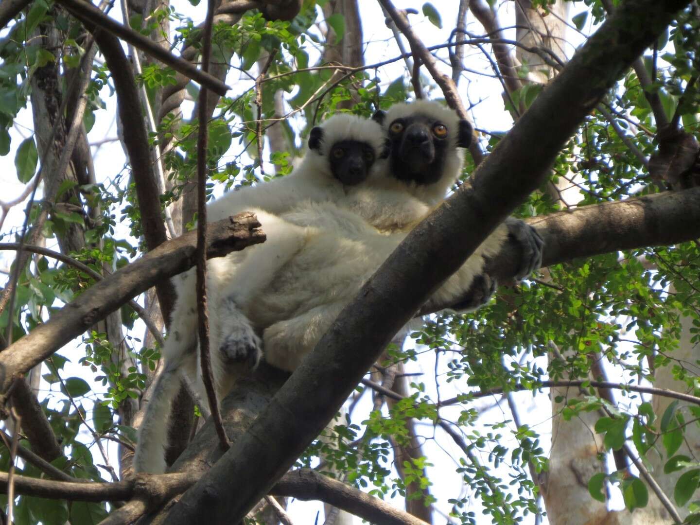 Imagem de Propithecus deckenii Peters 1870