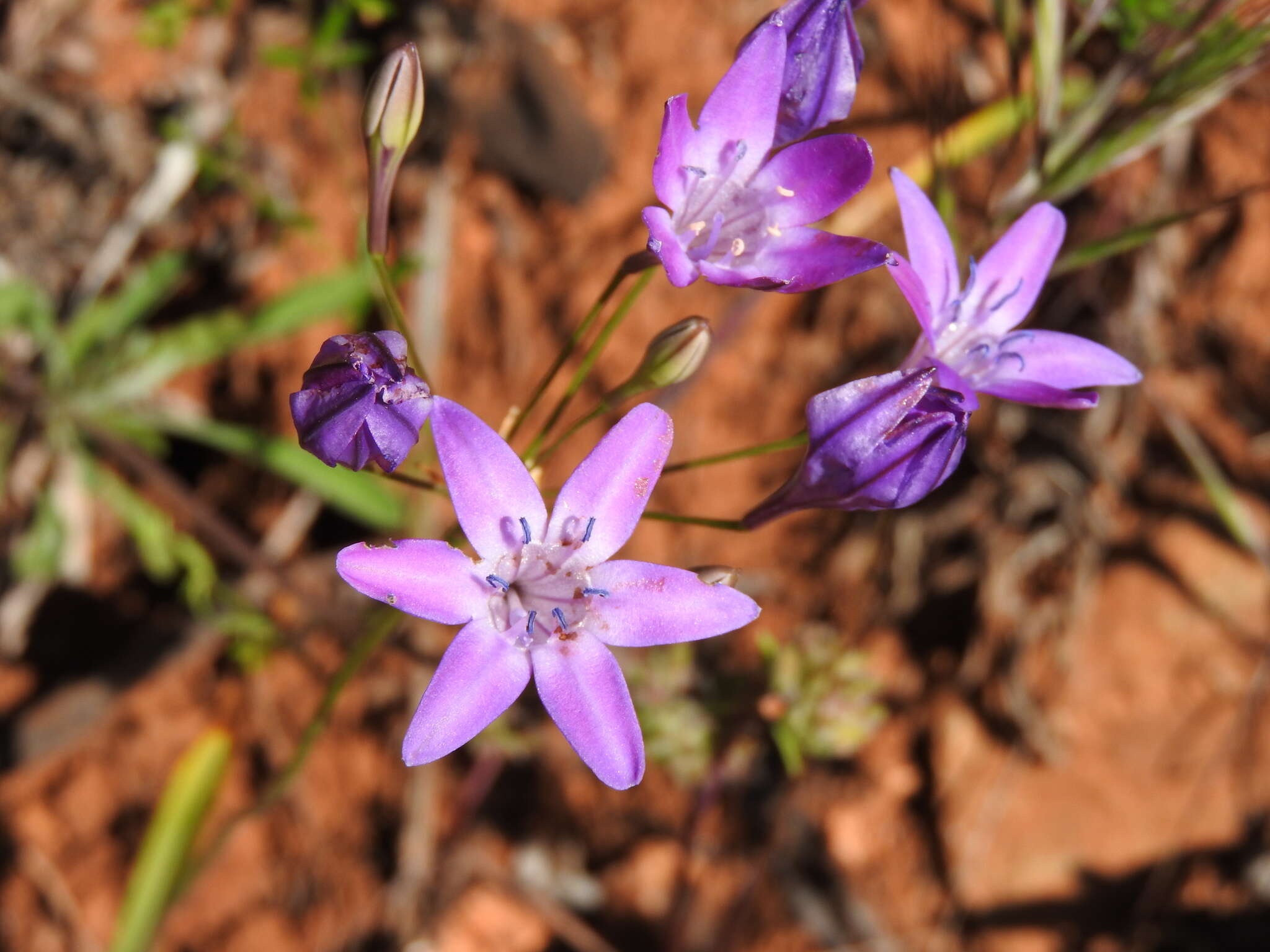 Image of Triplet lily