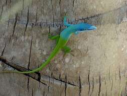 Image of Allison's Anole