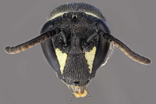 Image of Hyaline Masked Bee