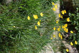 Image of Ranunculus gramineus L.