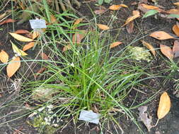 Image of woodrush flatsedge