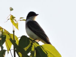 Image of Eastern kingbird