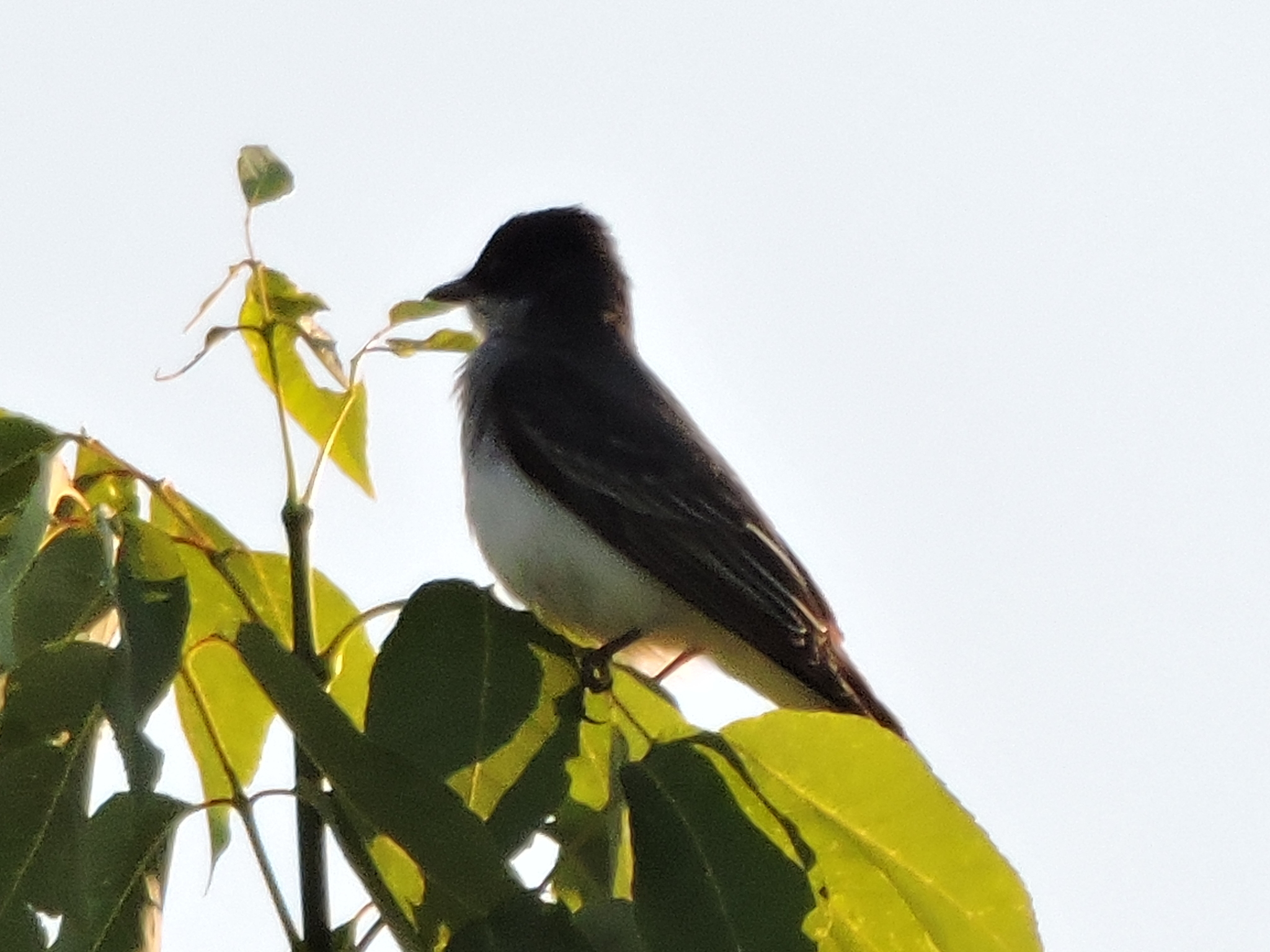 Image of Eastern kingbird