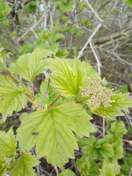 Imagem de Viburnum opulus L.