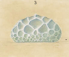 Image of Lycaena salustius (Fabricius 1793)