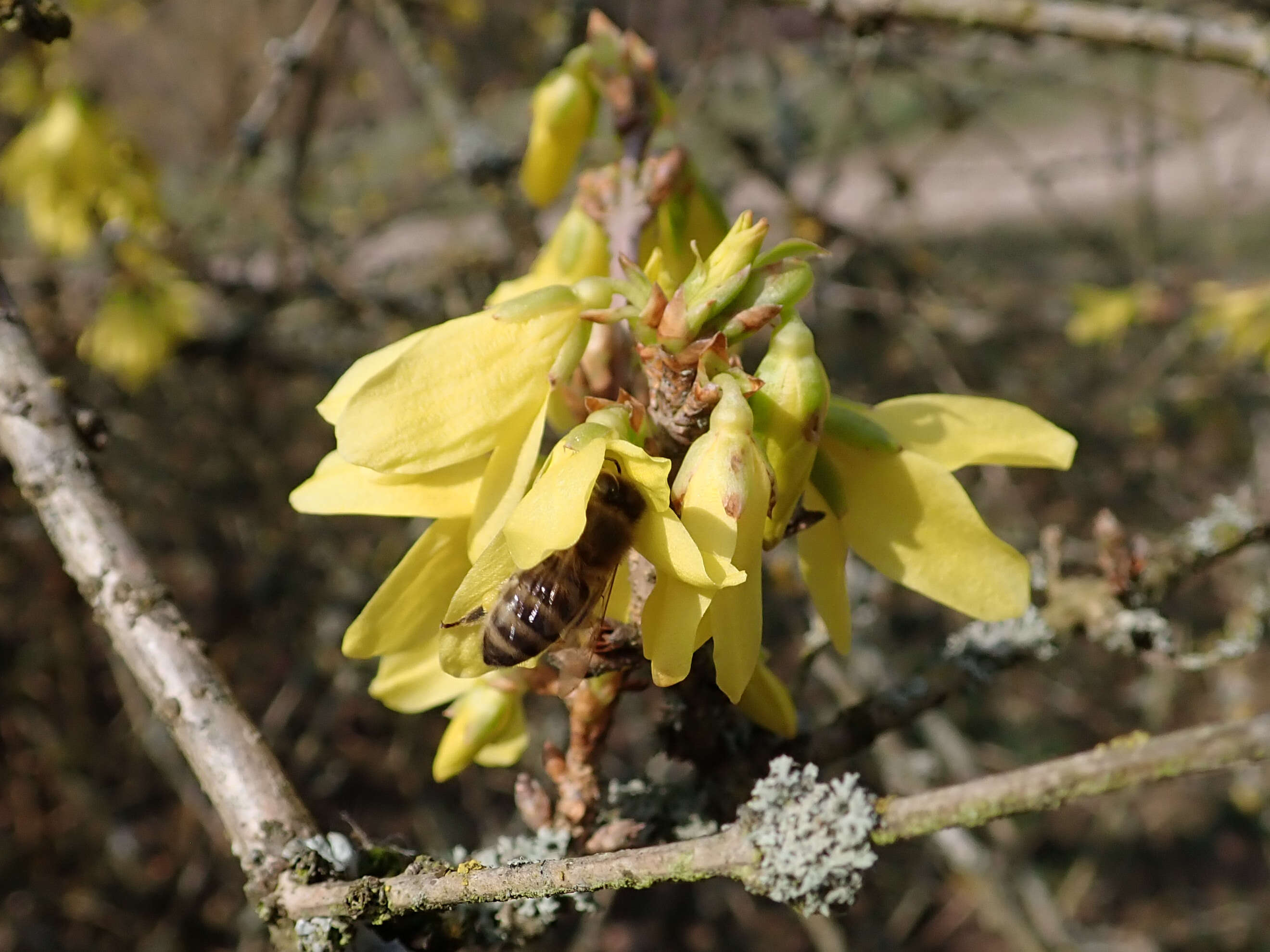 Imagem de Forsythia europaea Degen & Bald.