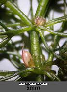 Image of Soft Hornwort