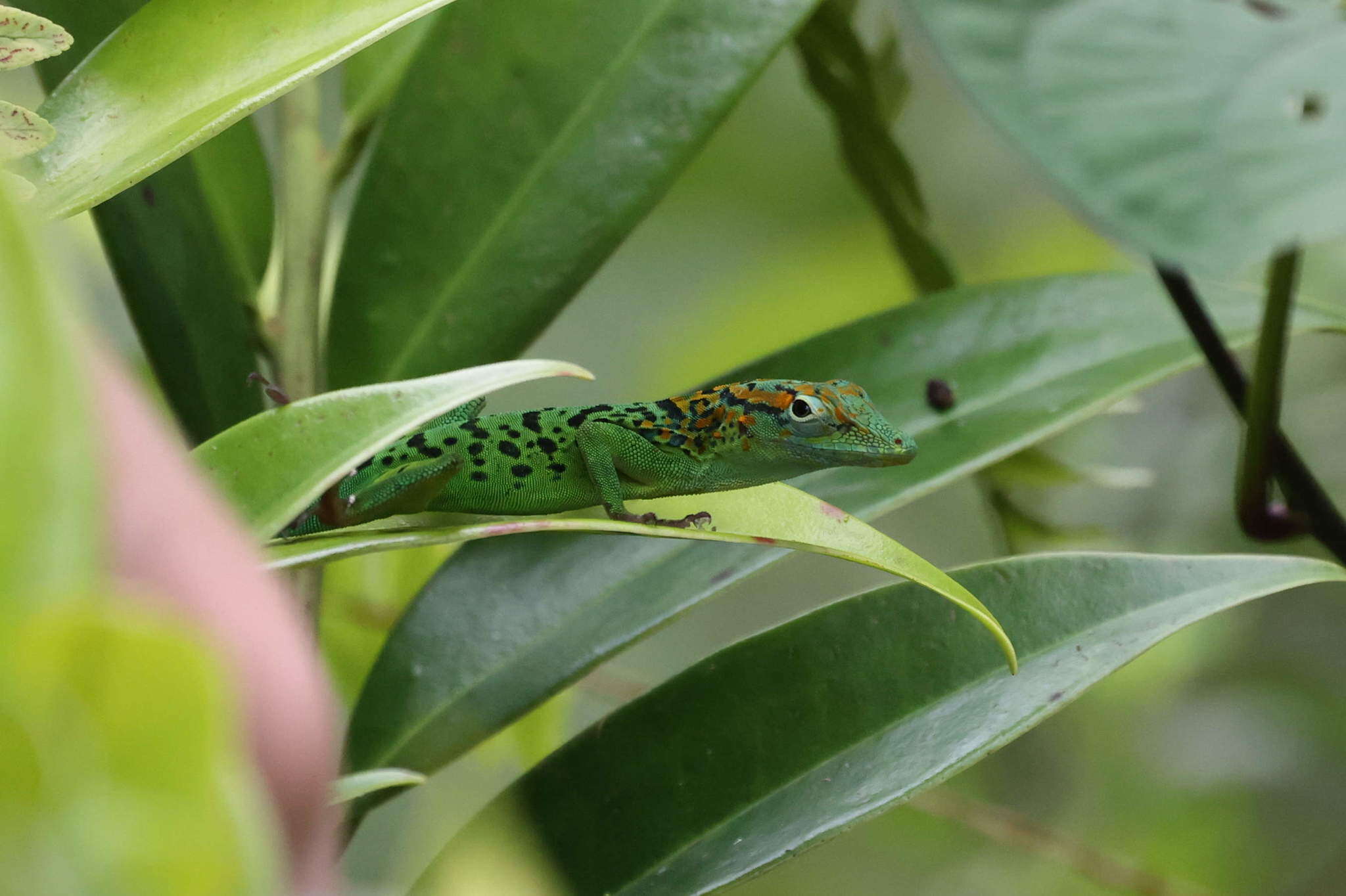 Image of Leopard Anole