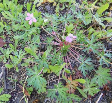 Image of <i>Geranium columbinum</i>