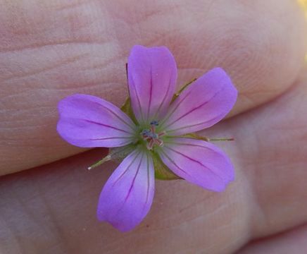 Image of <i>Geranium columbinum</i>