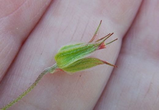 Image of <i>Geranium columbinum</i>