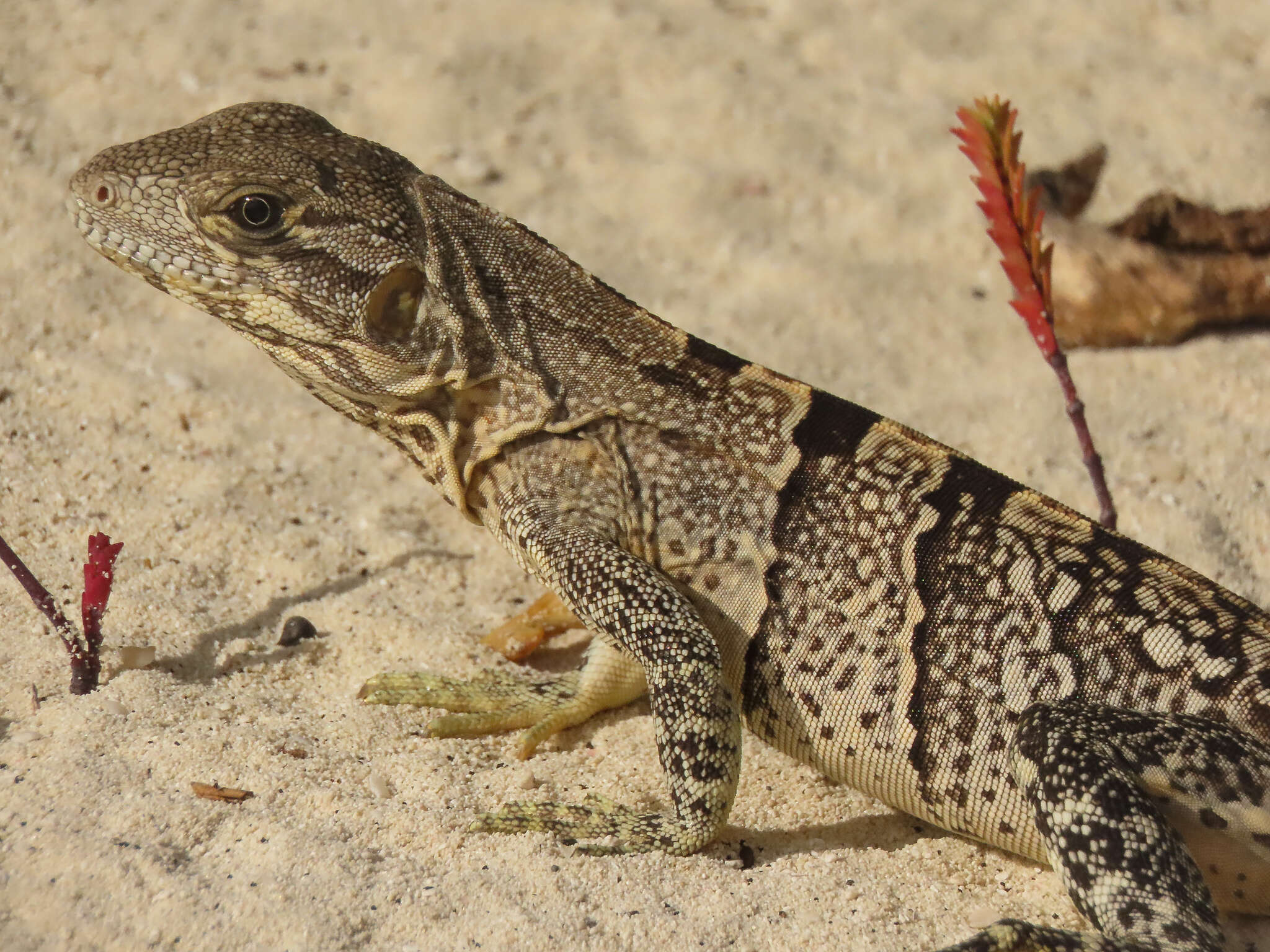 Image of Ctenosaura