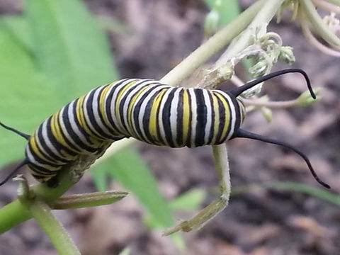18.https www inaturalist org photos 366129.580x360
