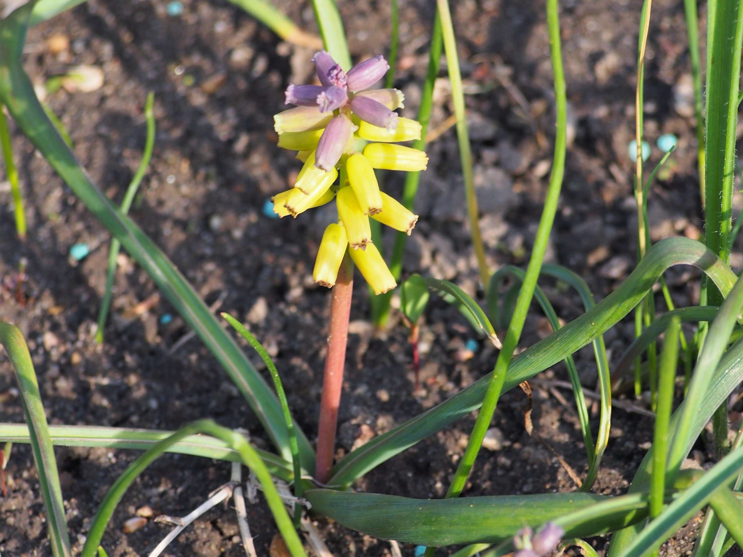 Image of Muscari macrocarpum Sweet