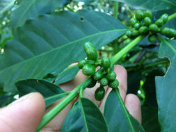 Image of <i>Coffea arabica</i>