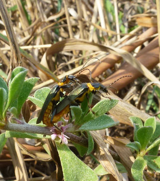 18.https www inaturalist org photos 3665066.580x360