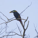 Image of Gould's Toucanet