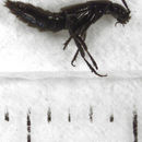 Image of Bisnius sordidus (Gravenhorst 1802)