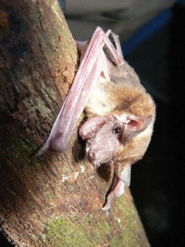 18.https www inaturalist org photos 366611.580x360