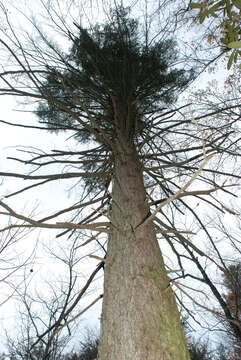 Image of Carolina Hemlock