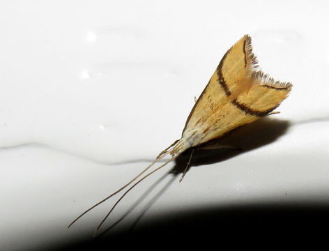 18.https www inaturalist org photos 3666636.580x360