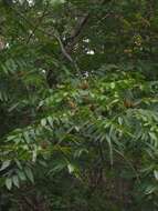 Image of Platycarya