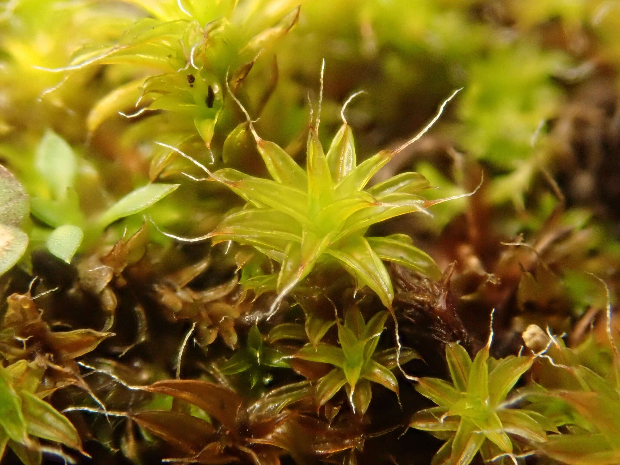 Image of great hairy screw-moss