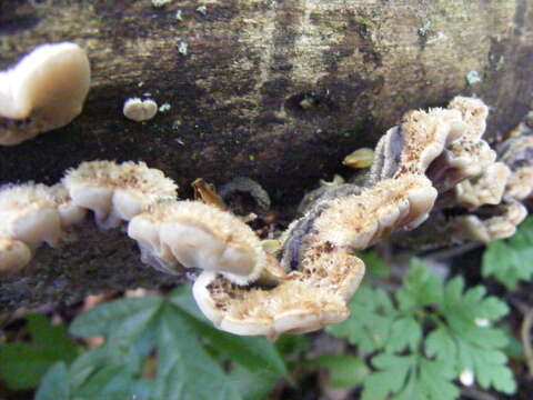 Image of Auricularia mesenterica (Dicks.) Pers. 1822