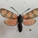 Image of Zygaena lydia Staudinger 1887