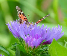 Image of Stokesia