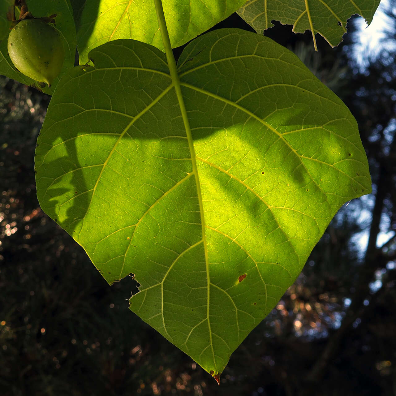 Image of princess tree