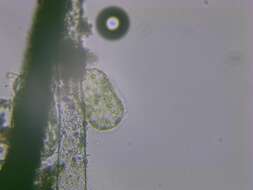 Spirogyra Link 1820 resmi