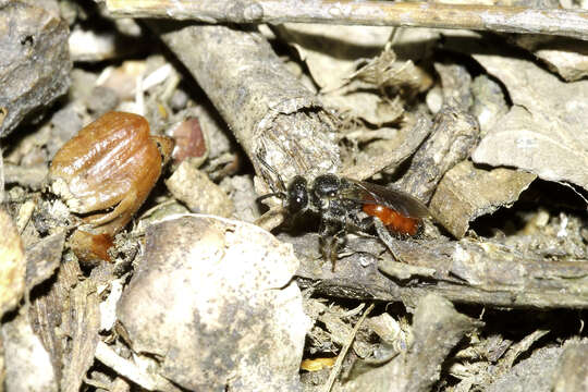 Image of Sphecodes albilabris (Fabricius 1793)