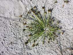 Image of Cyperus pannonicus Jacq.