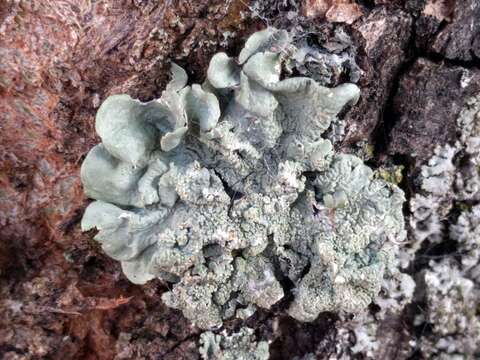 Image of Common greenshield lichen