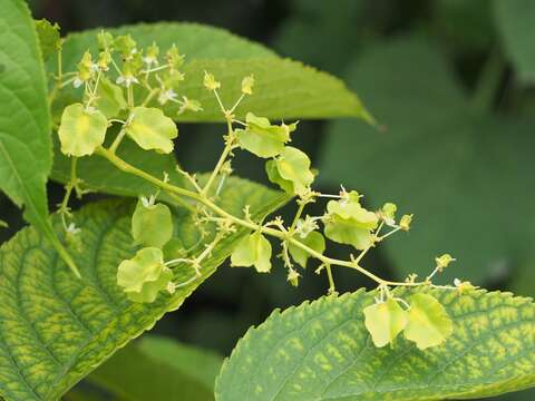 Слика од Tripterygium wilfordii Hook. fil.