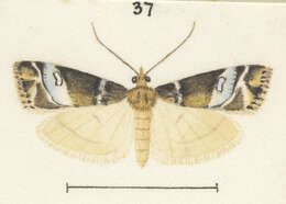 Image of Eudonia minualis Walker 1865