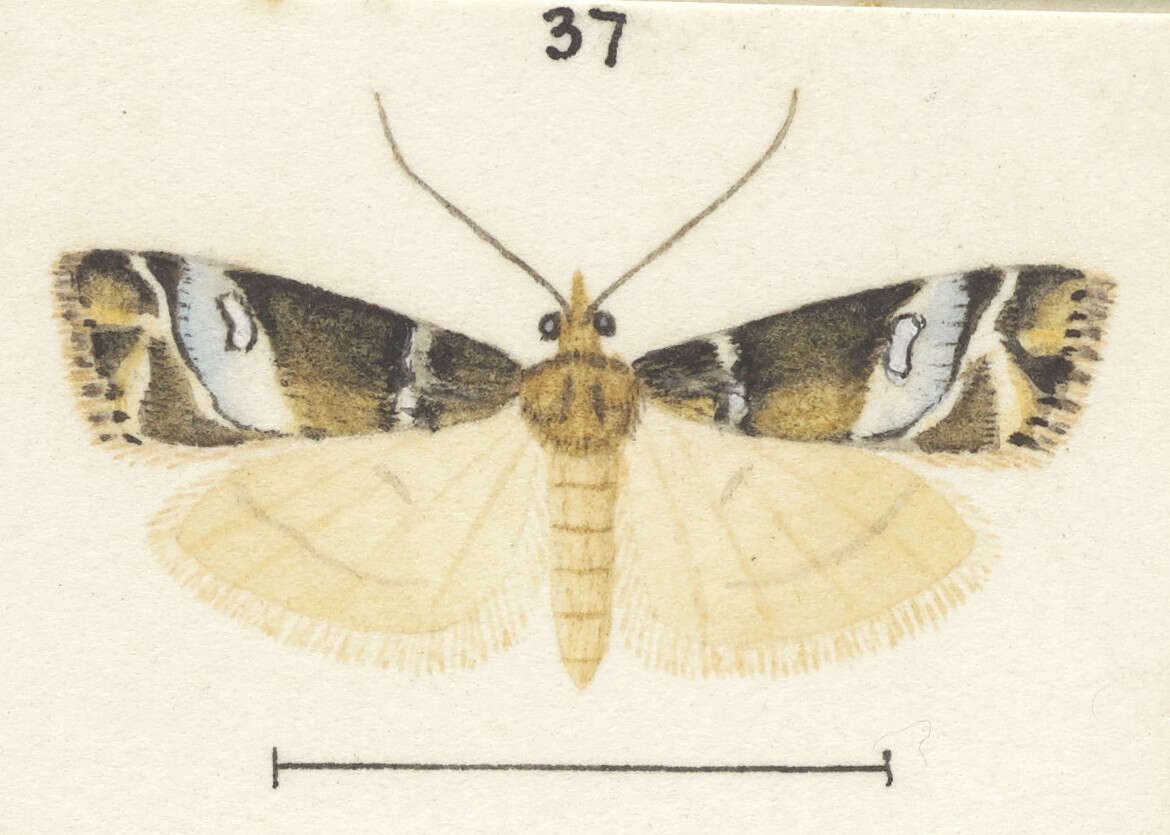 Image of Eudonia minualis Walker 1865