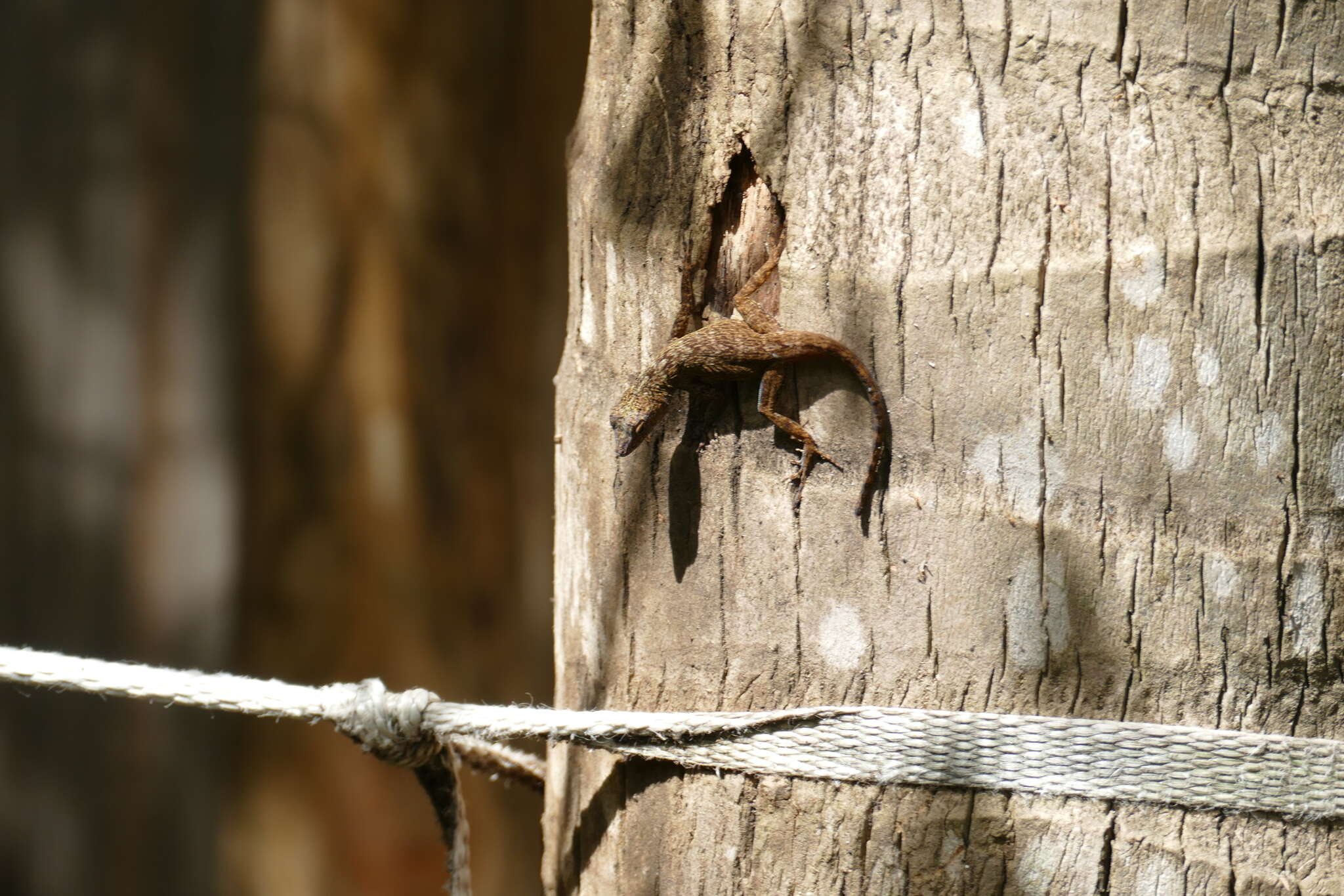 Image de Anolis distichus Cope 1861