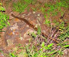 Image of Querétaro dusky rattlesnake