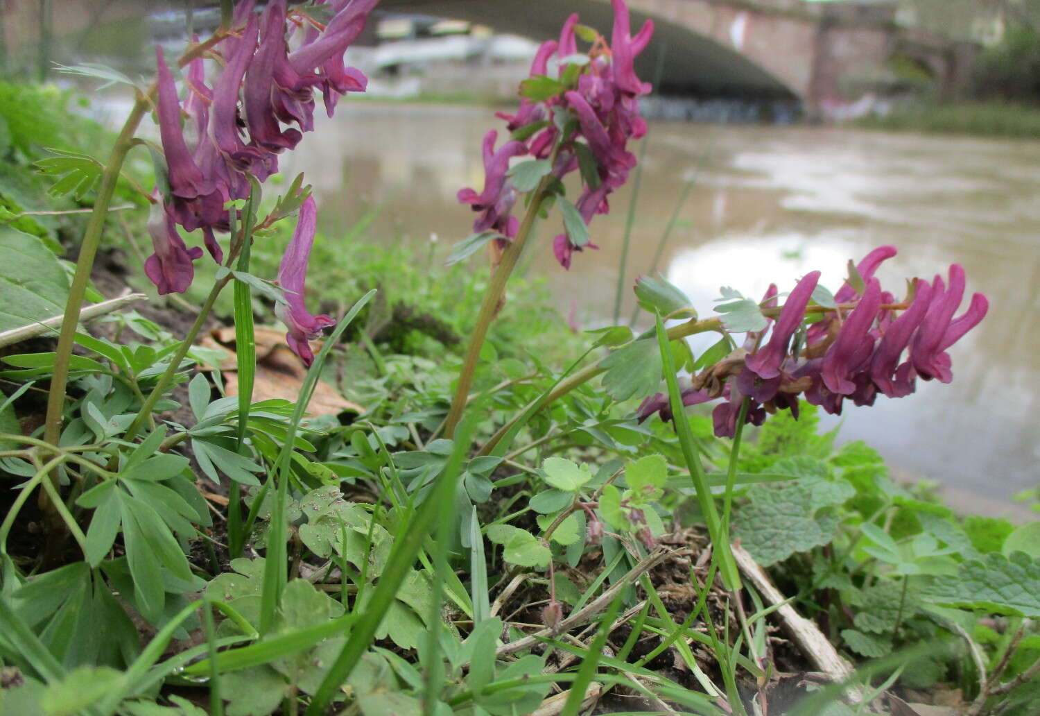 Plancia ëd Corydalis solida (L.) Clairv.