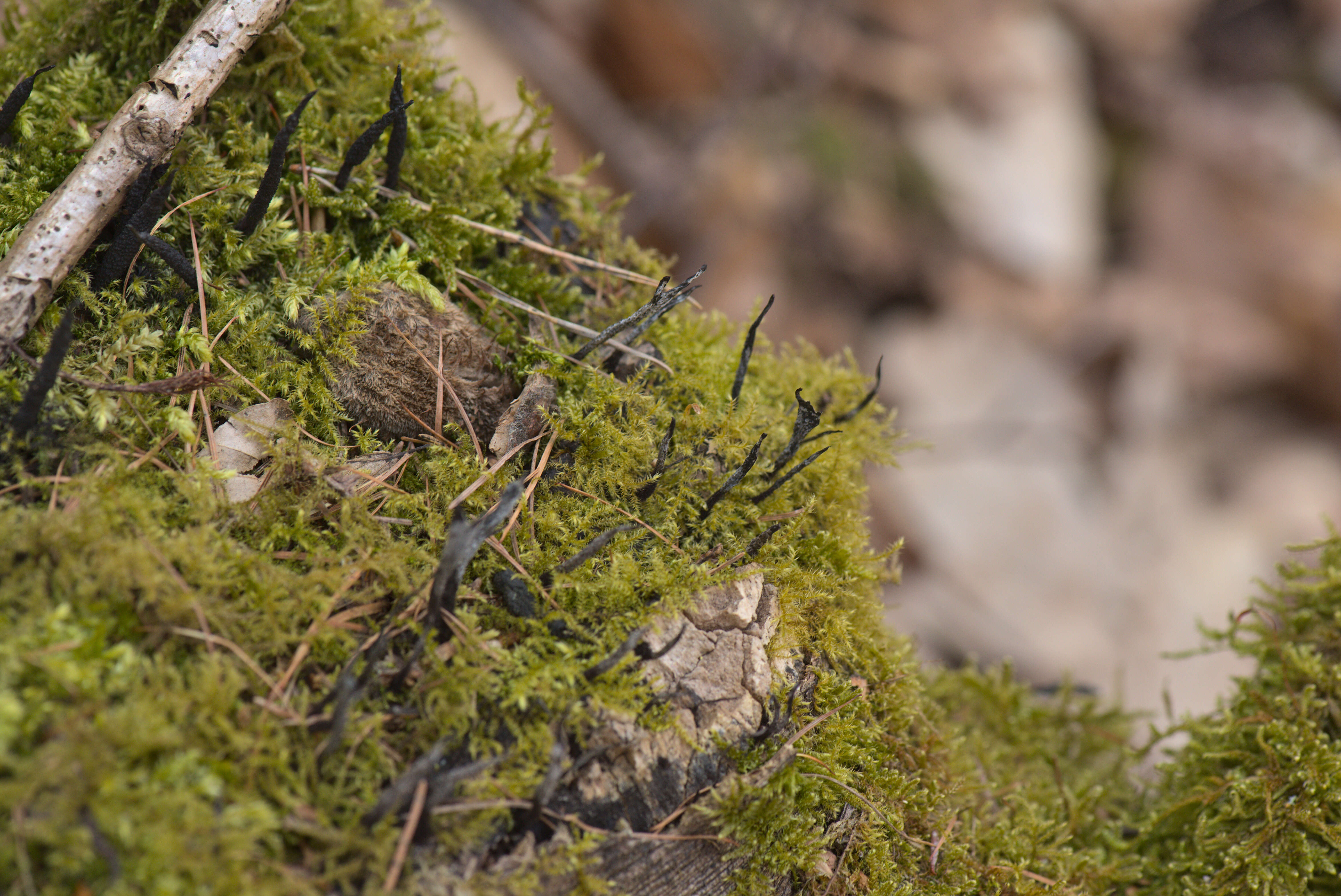 Image of Candle-snuff Fungus