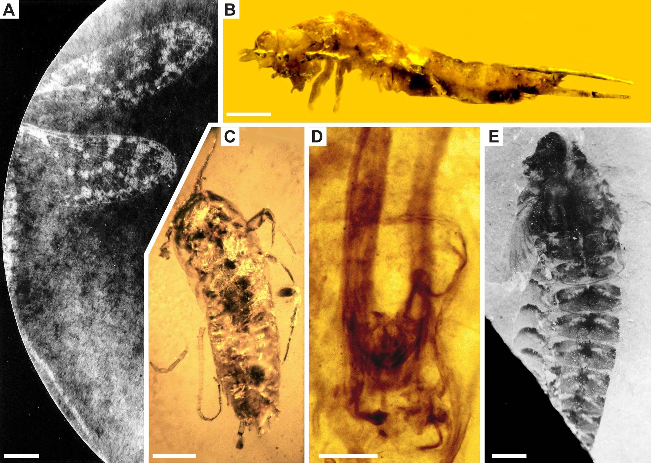 Image of jumping bristletails